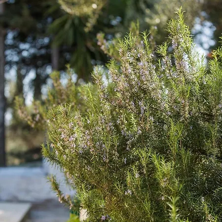 Olive Grove Poolside Aparthotel *